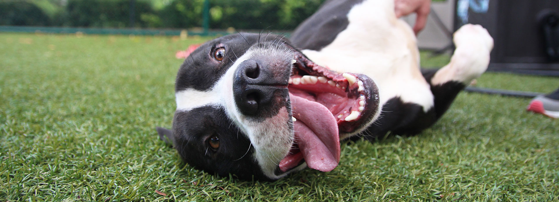 dog with ball